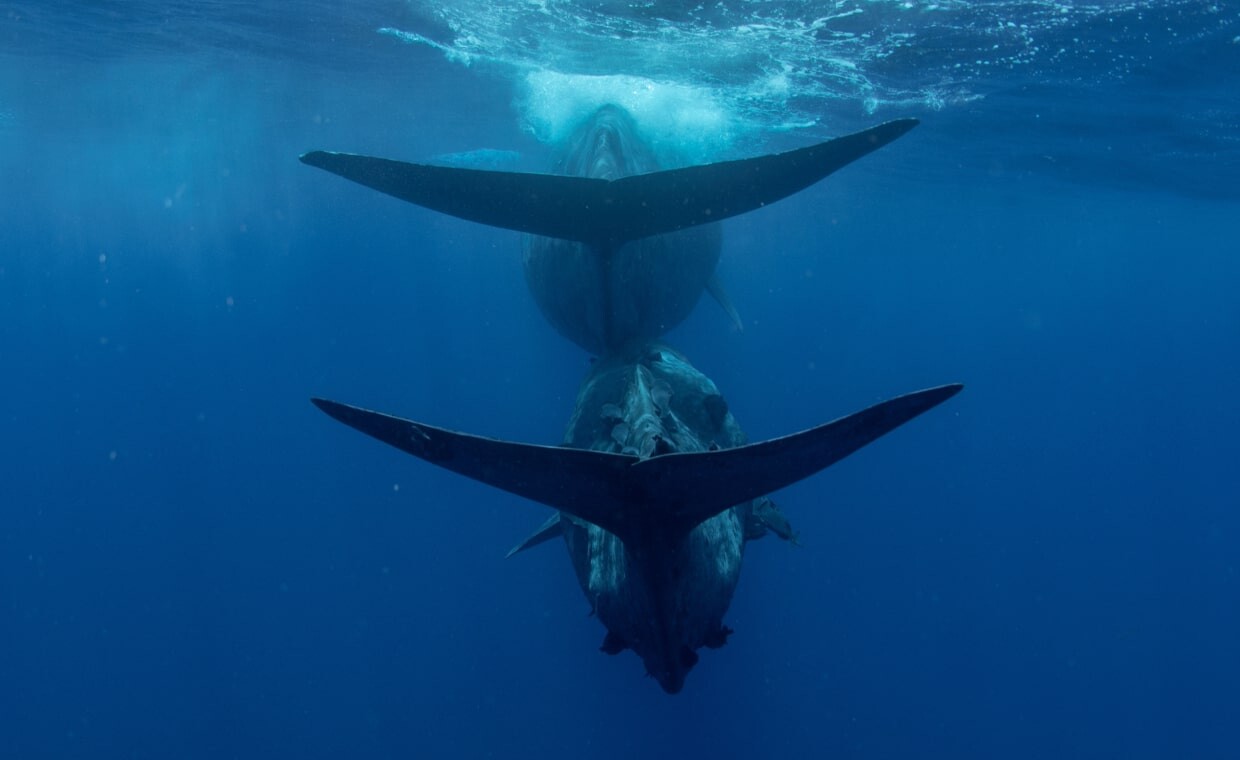 2 whales swimming Whisper Yachts future 5-min