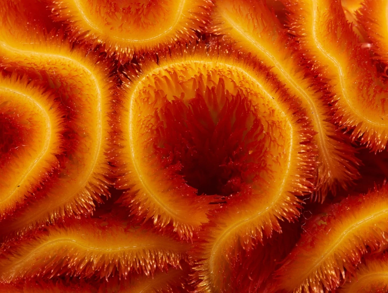 Yacht protect corals