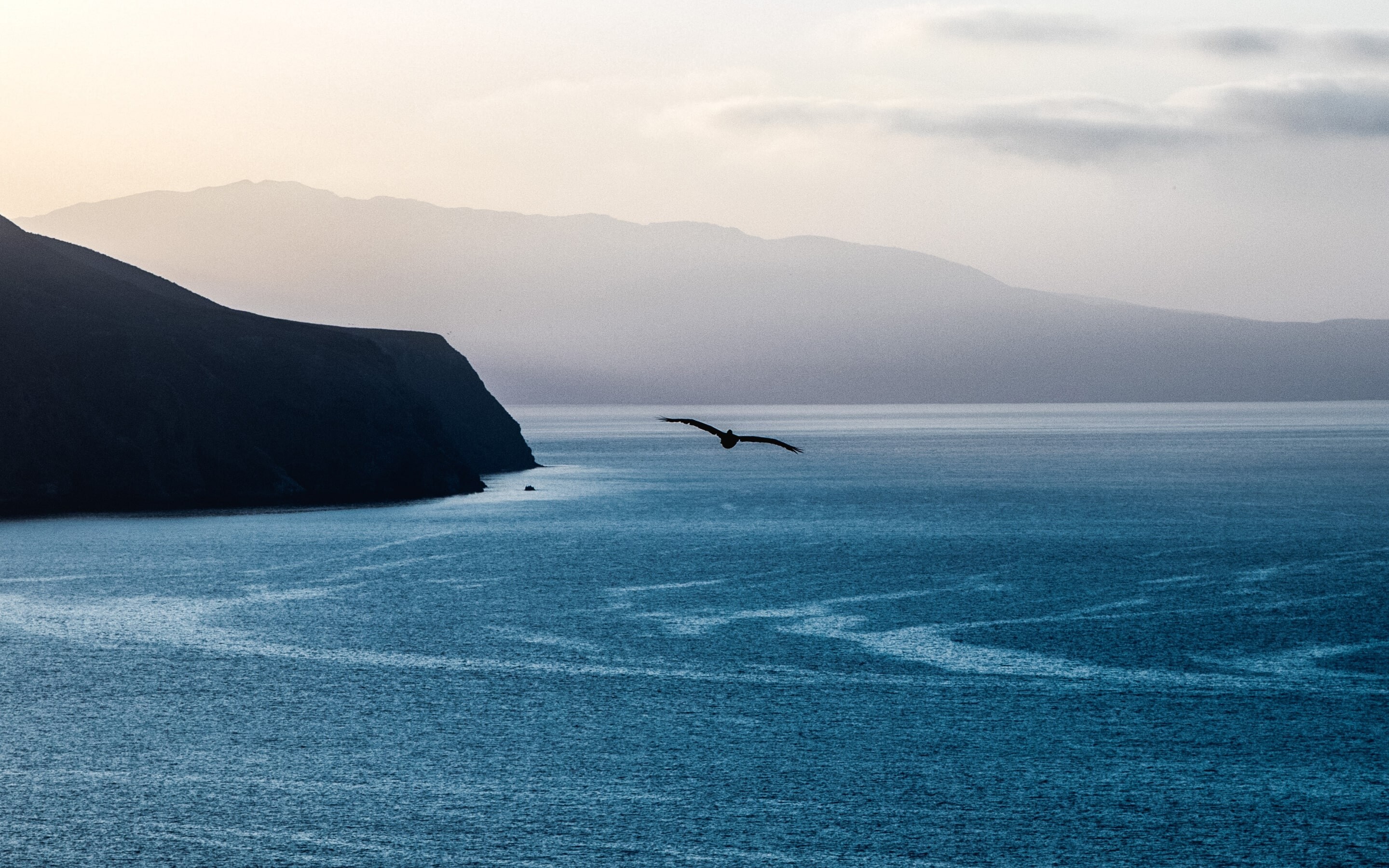 Sea coast seagull Hero slider-min