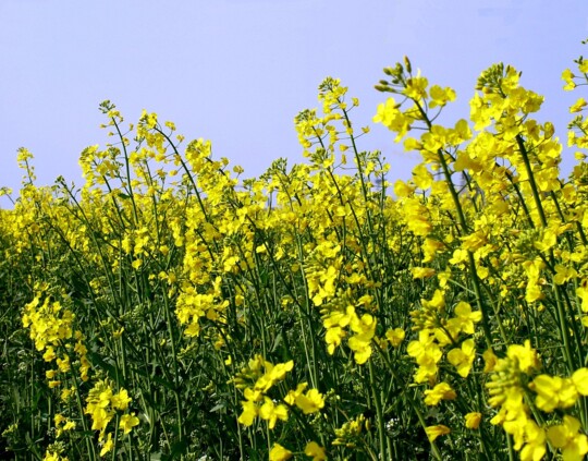 colza-field-1398335