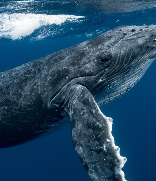 Grey big whale under sea Homepage image anim 6-min